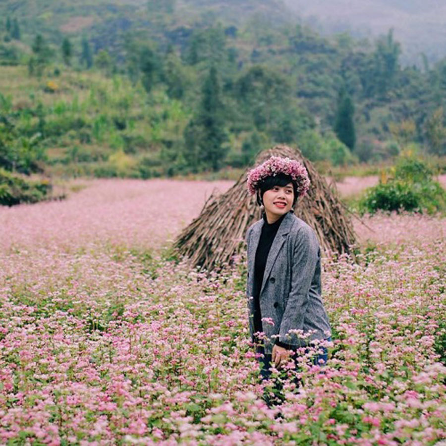 Hà Giang Mùa Hoa Tam Giác Mạch