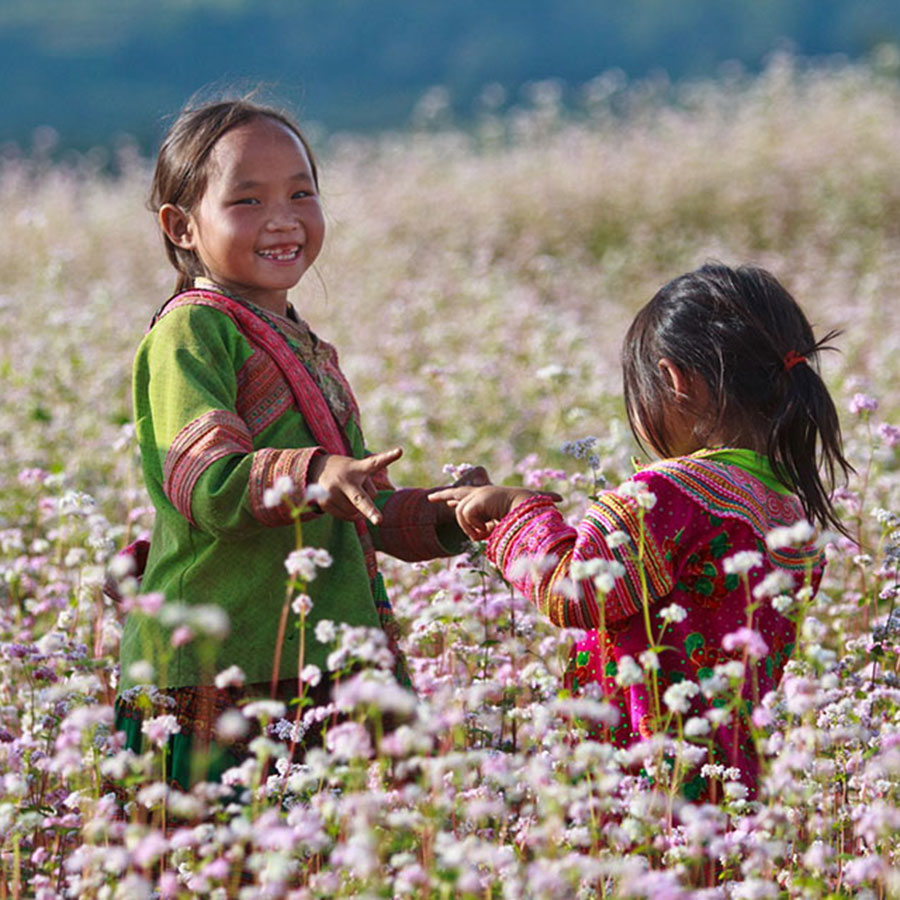 Hà Giang Mùa Hoa Tam Giác Mạch