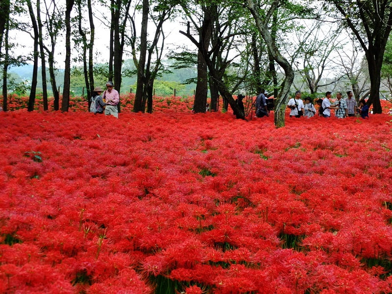 Vi vu Nhật Bản ngắm hoa Bỉ ngạn duy nhất tại Land Việt Tourist